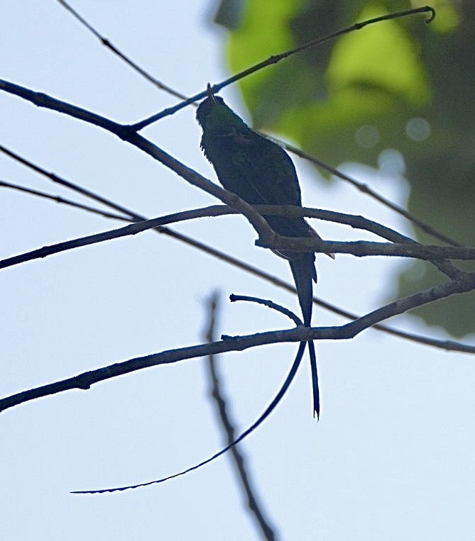 Black-billed Streamertail - ML616464335