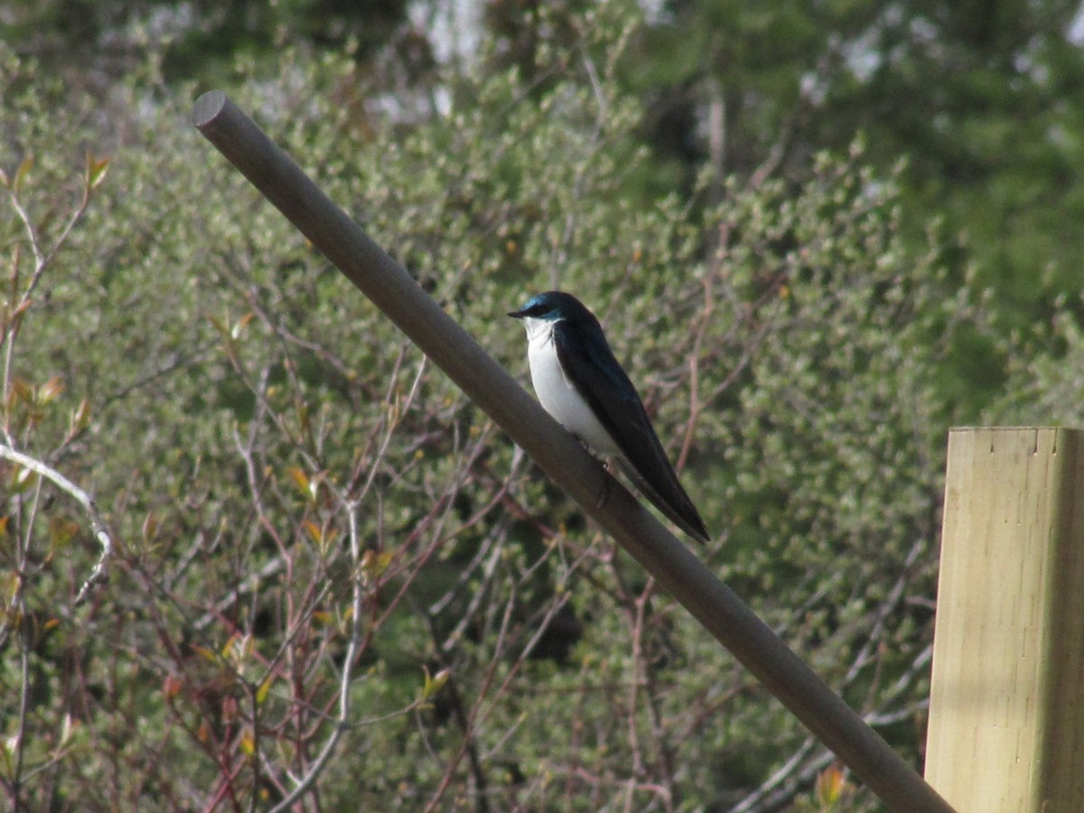 Tree Swallow - ML616464350