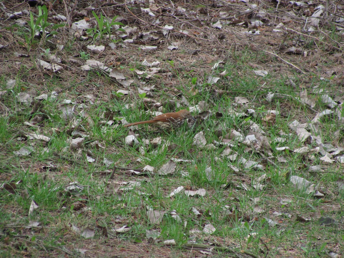 Brown Thrasher - ML616464369