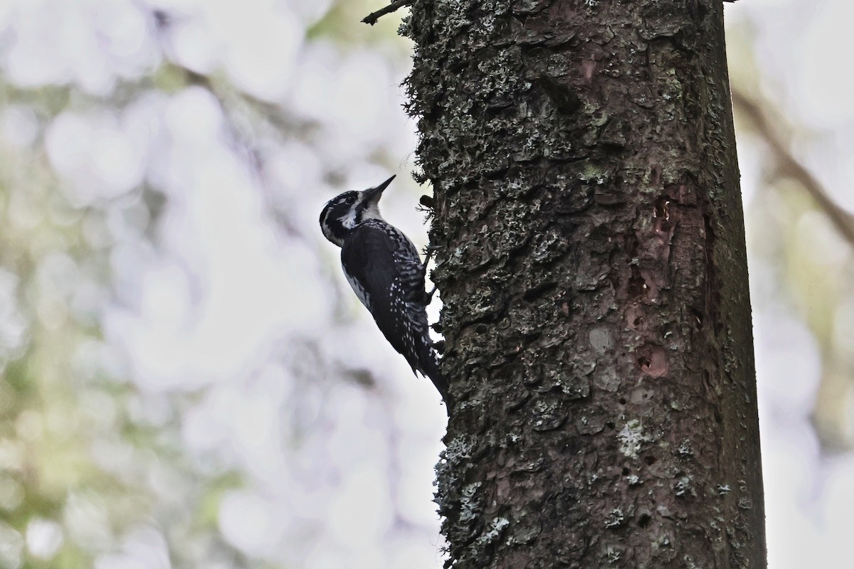 Eurasian Three-toed Woodpecker (Eurasian) - Michal Bouček