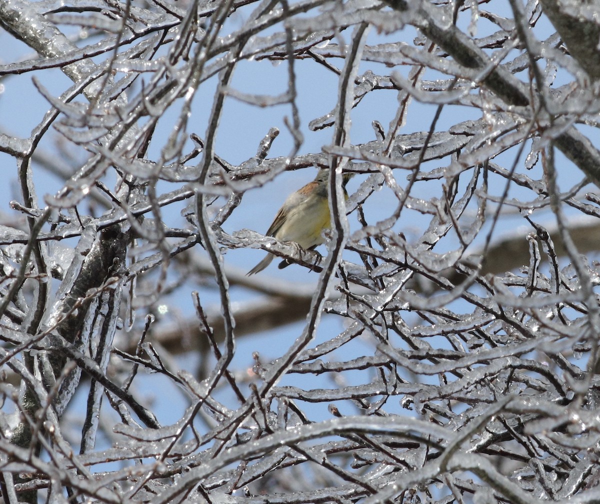 Dickcissel - ML616464379