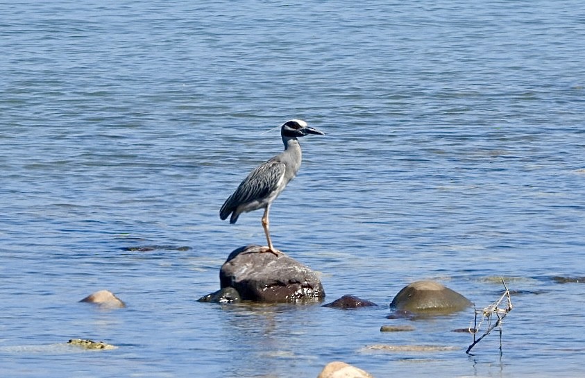 Yellow-crowned Night Heron - ML616464429