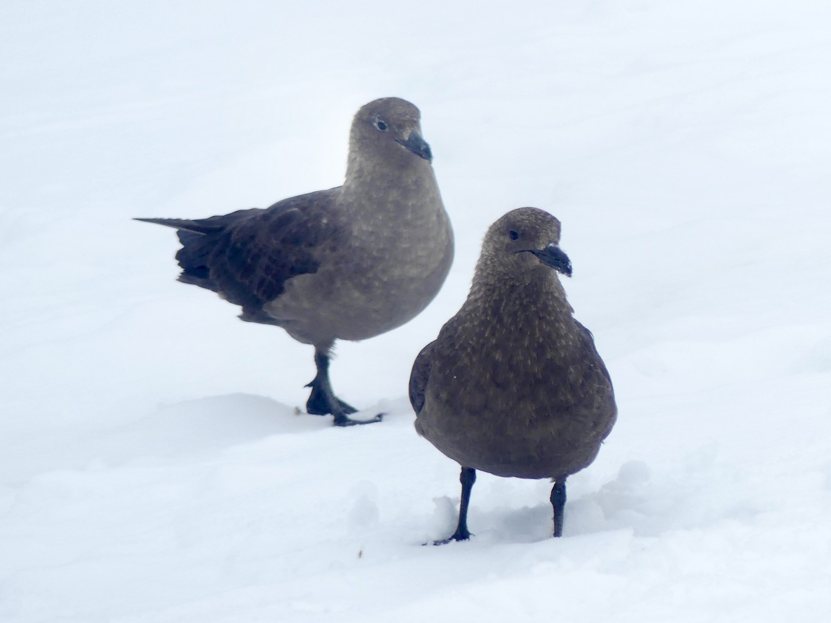 South Polar Skua - ML616464459