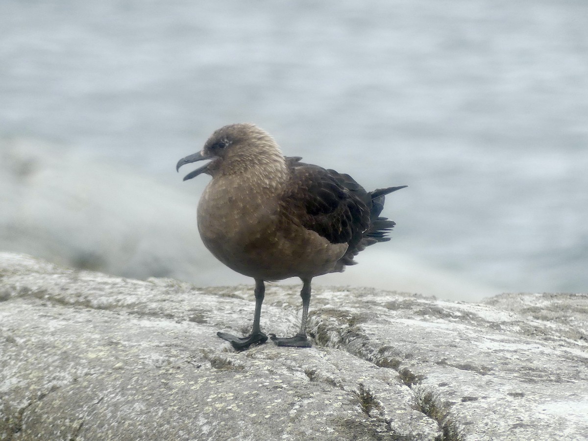 South Polar Skua - ML616464460