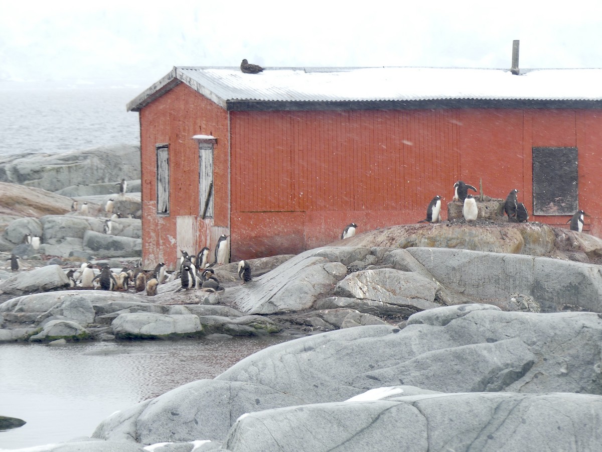 Gentoo Penguin - ML616464467