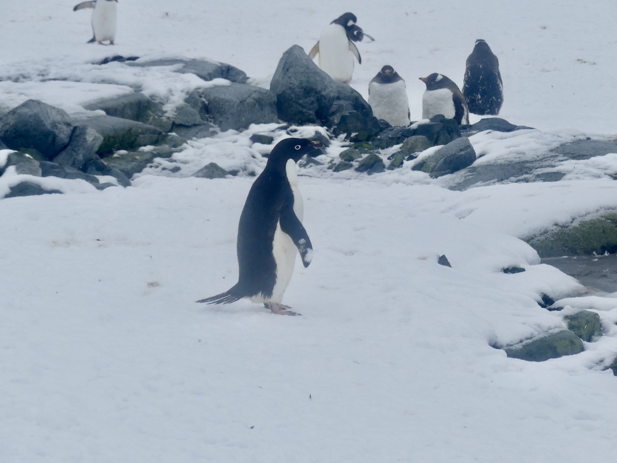 Adelie Penguin - ML616464468