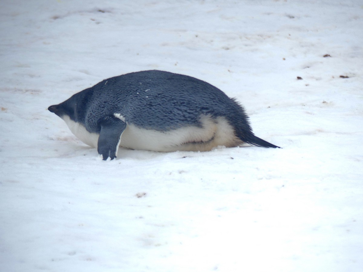 Pingüino de Adelia - ML616464469