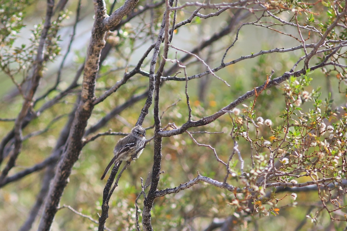 Yellow-billed Tit-Tyrant - ML616464470