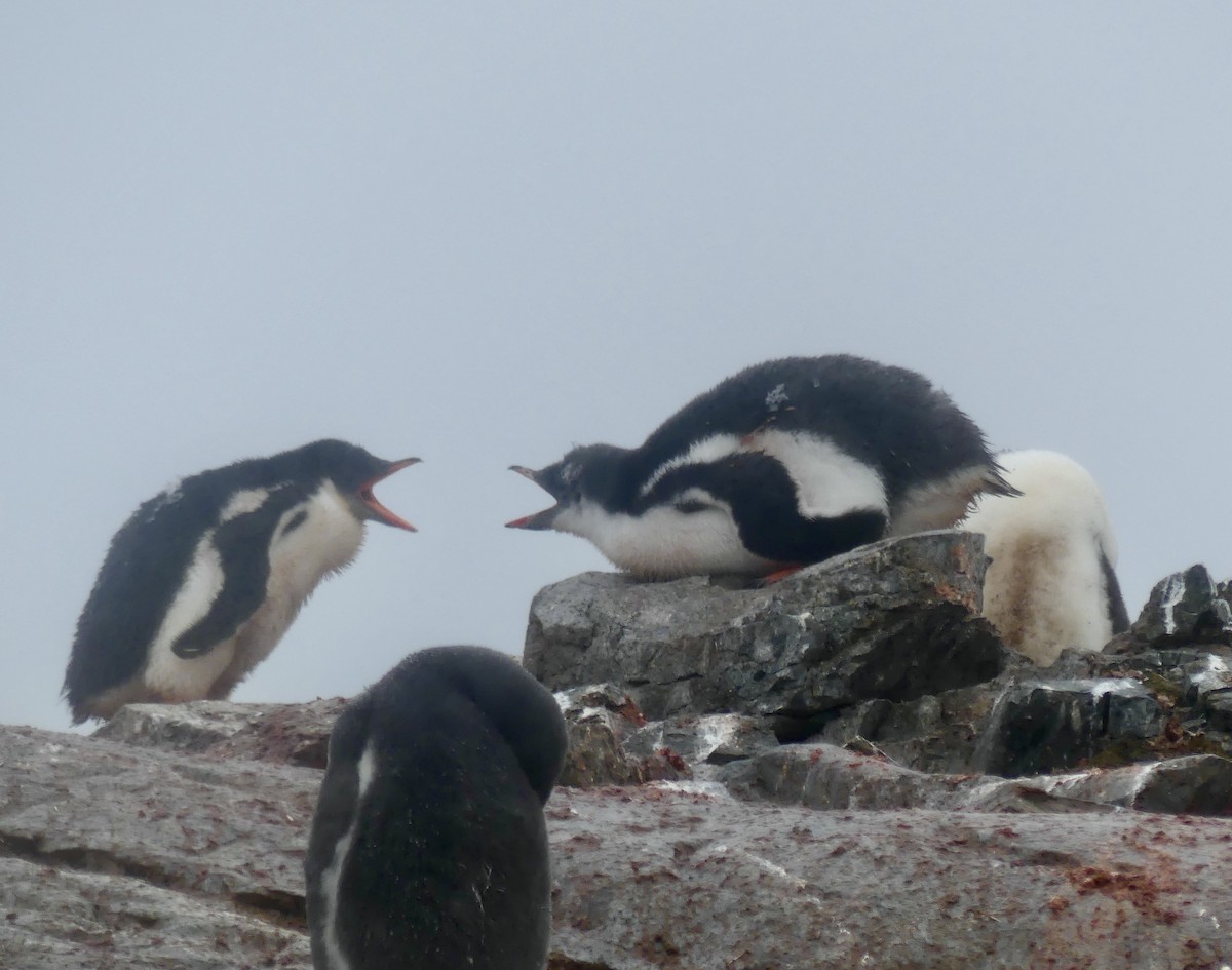 Adelie Penguin - ML616464471