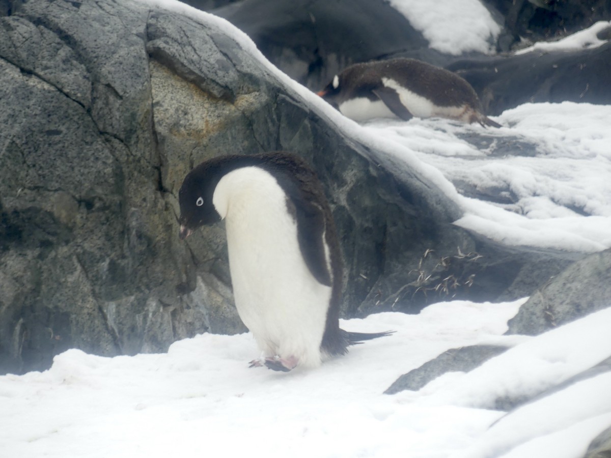 Adelie Penguin - Charles Duncan