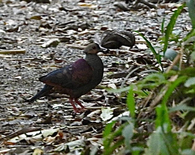 Crested Quail-Dove - Jean Hampson