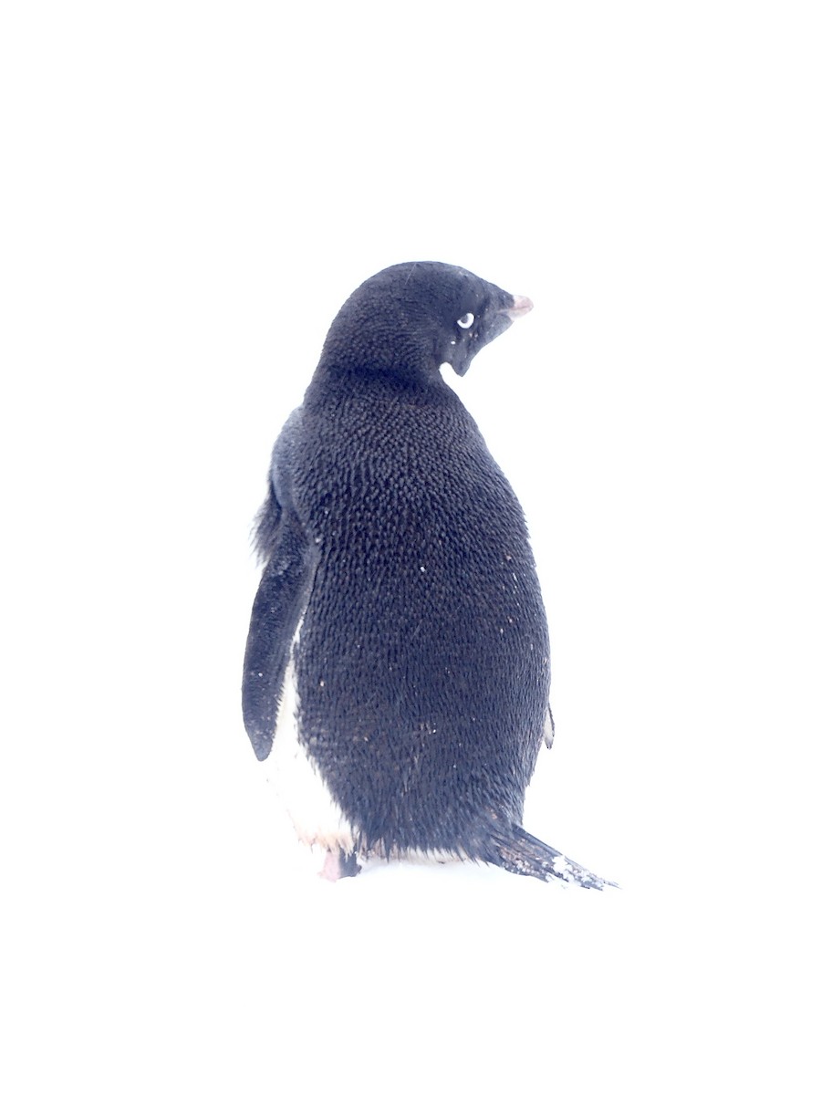 Pingüino de Adelia - ML616464479