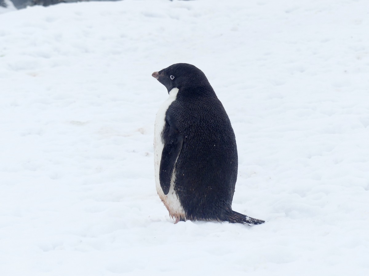 Pingüino de Adelia - ML616464480