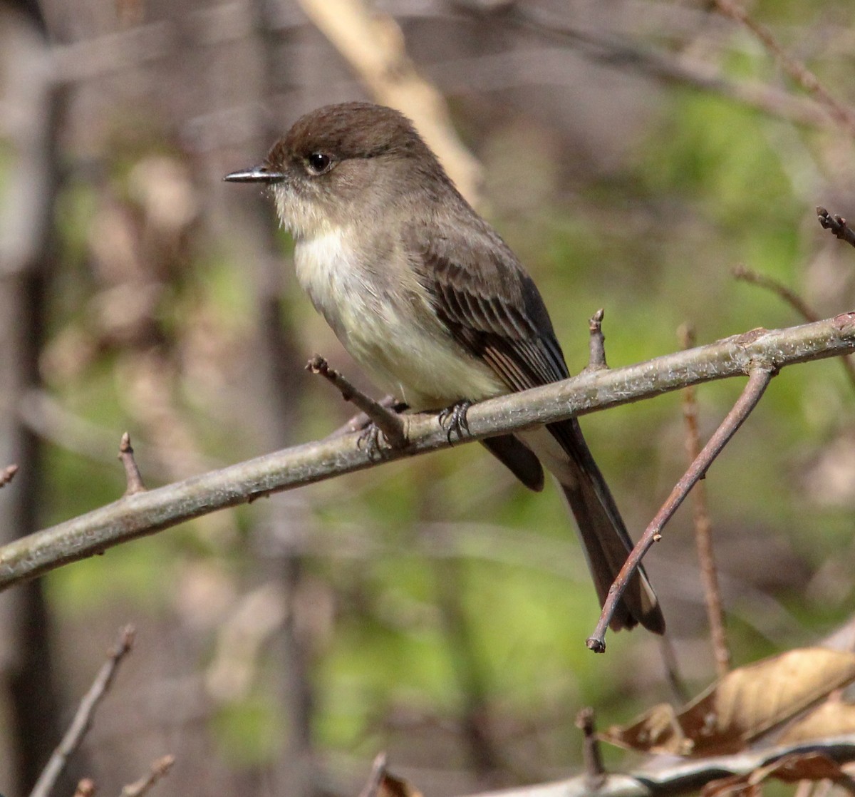 Eastern Phoebe - ML616464486