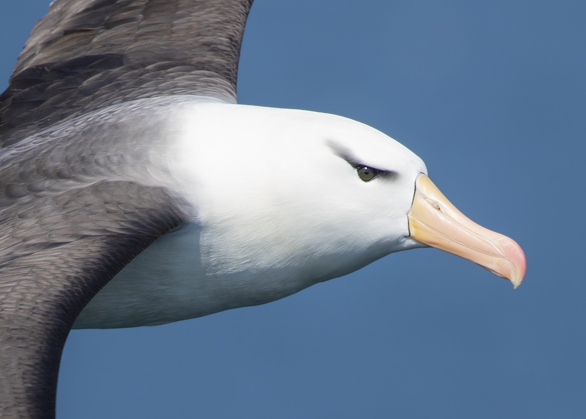 Albatros à sourcils noirs - ML616464488