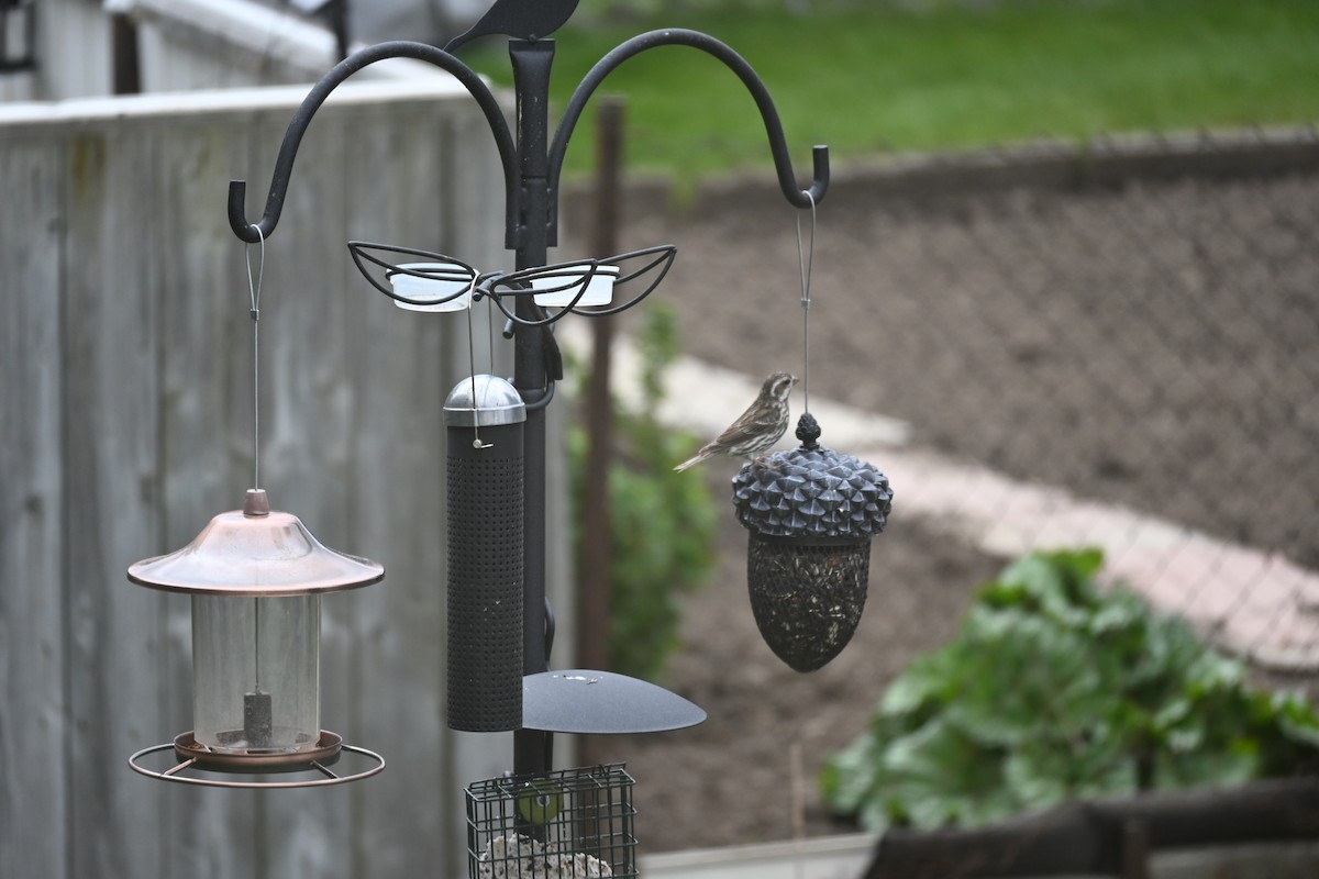 Purple Finch - ML616464493