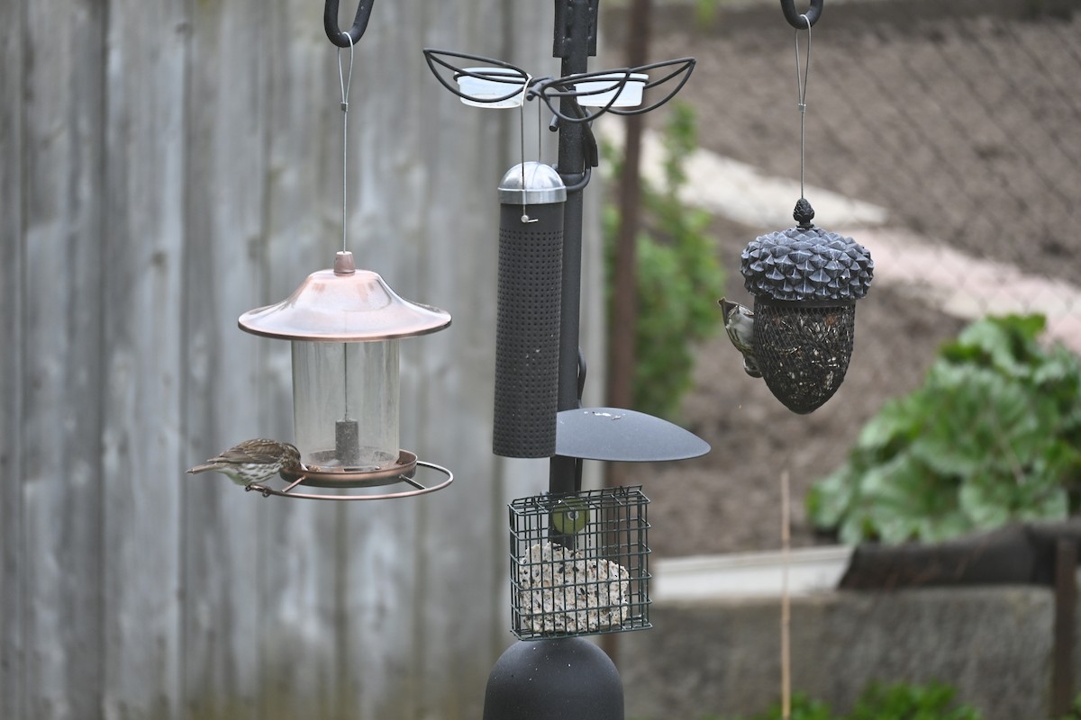 Purple Finch - ML616464494