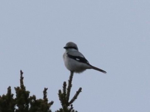 Northern Shrike - ML616464540