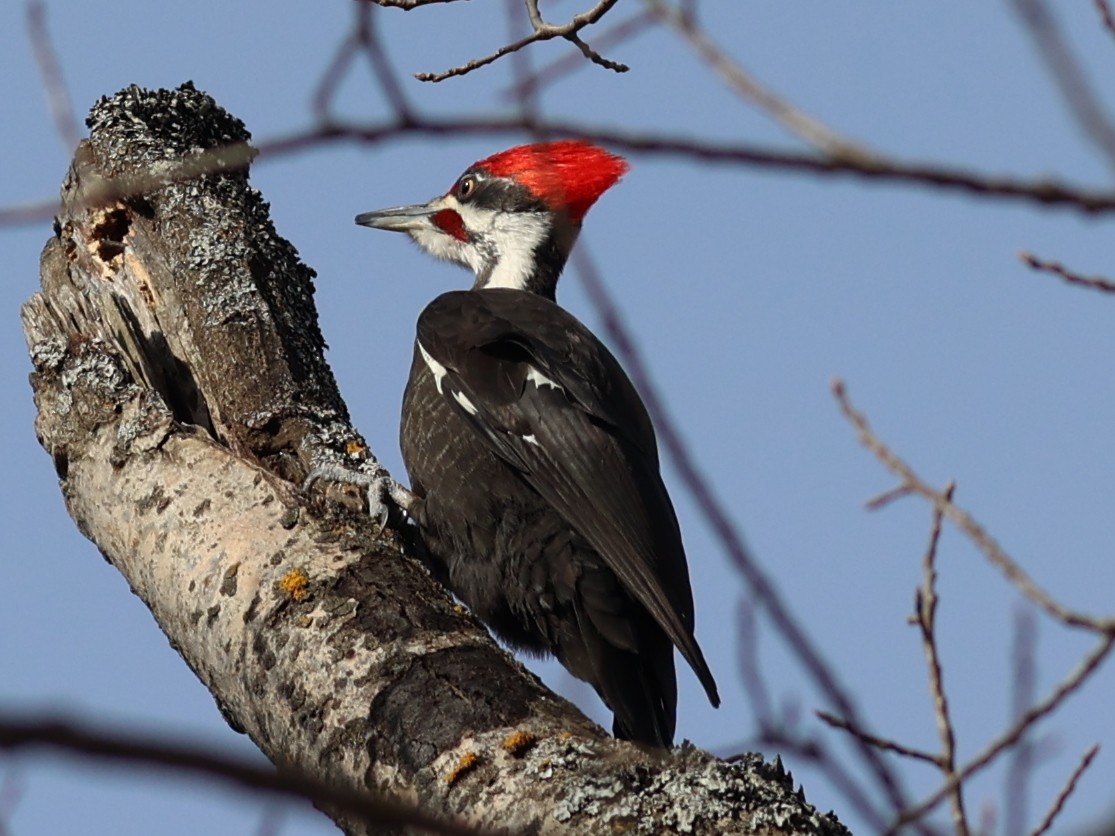 Pileated Woodpecker - Mike Wanger