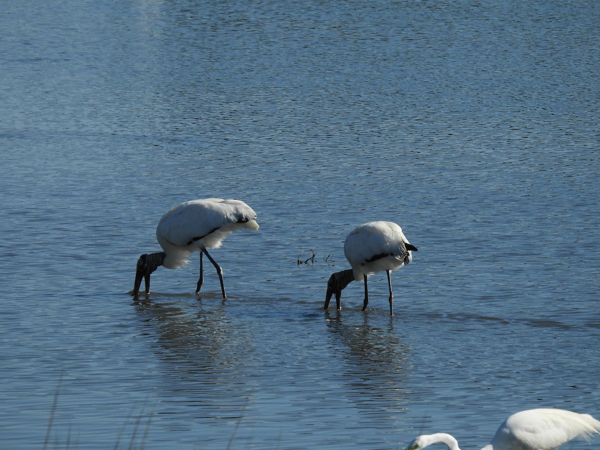 Wood Stork - ML616464582