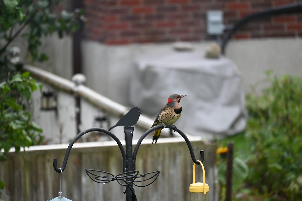 Northern Flicker - ML616464603