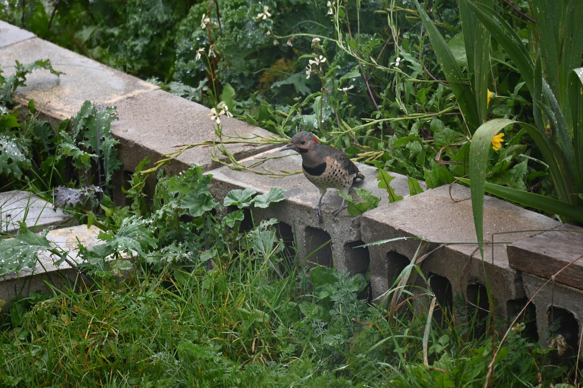 Northern Flicker - ML616464604