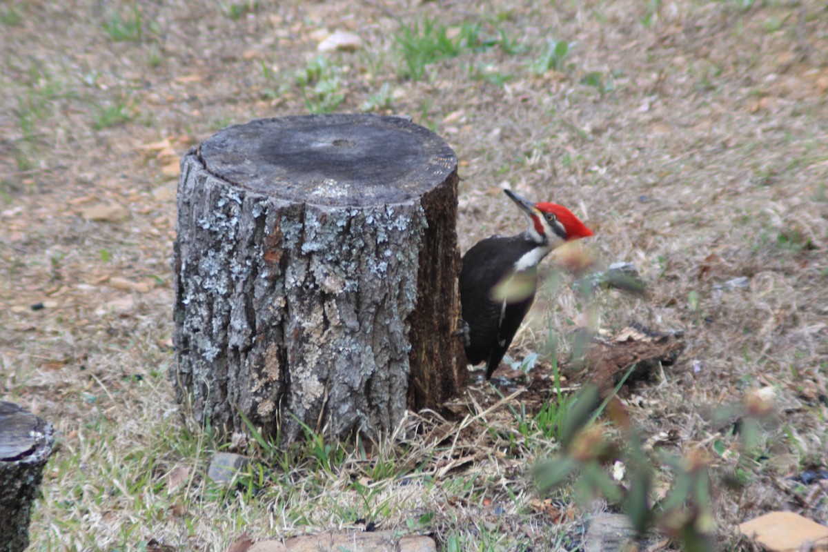 Pileated Woodpecker - Frances Nation