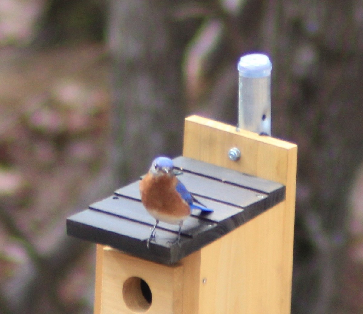 Eastern Bluebird - ML616464632