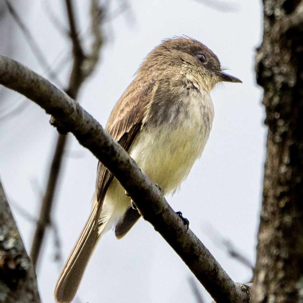 Eastern Phoebe - ML616464634