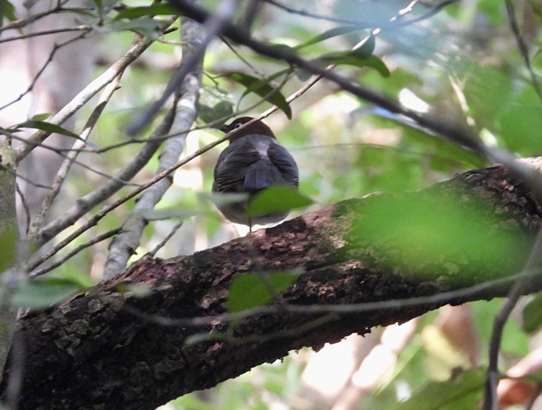 White-eyed Thrush - ML616464705