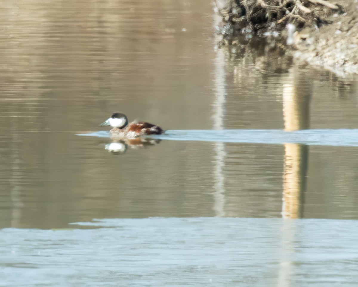 Ruddy Duck - ML616464707