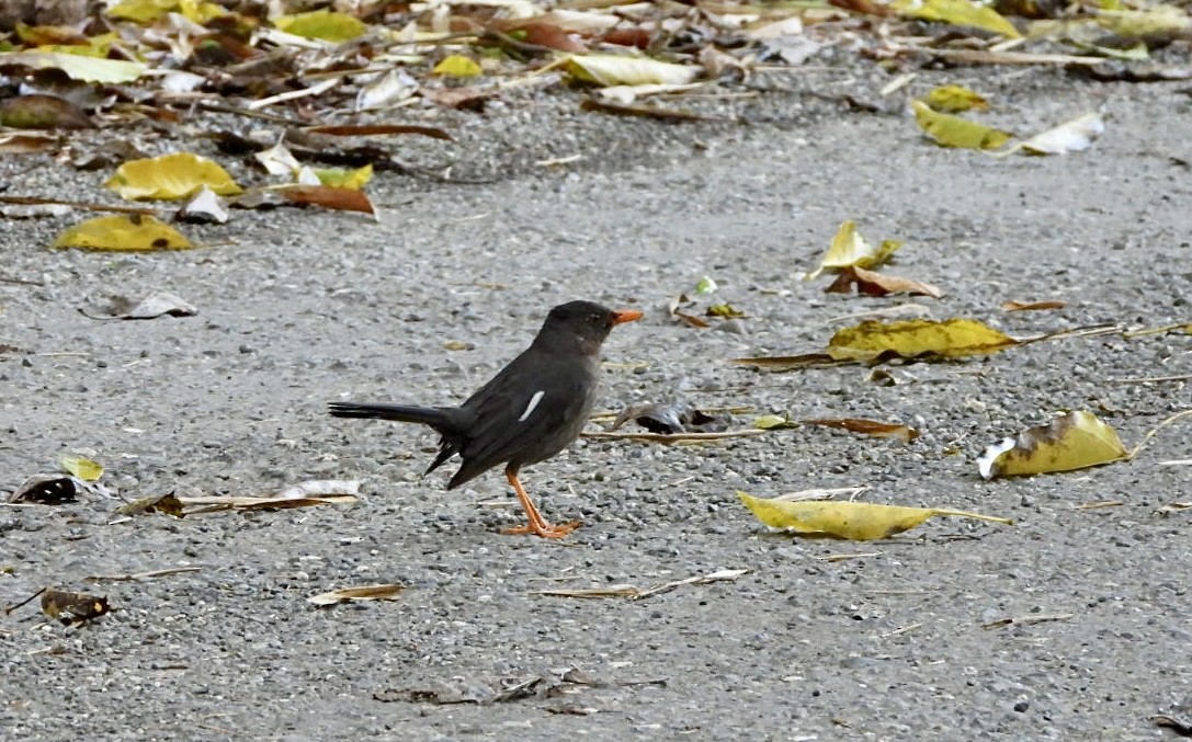 White-chinned Thrush - ML616464722