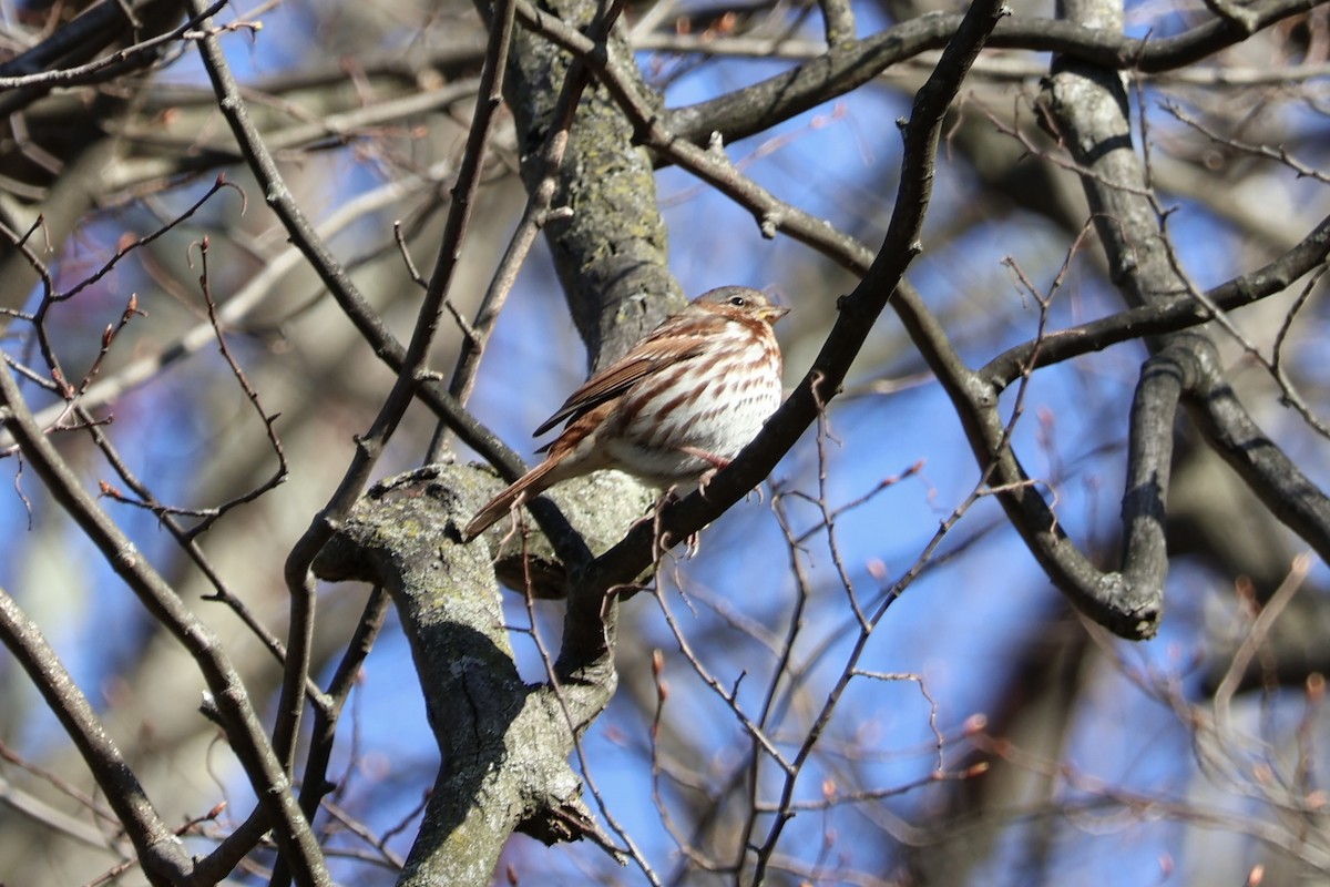 Fox Sparrow - ML616464761