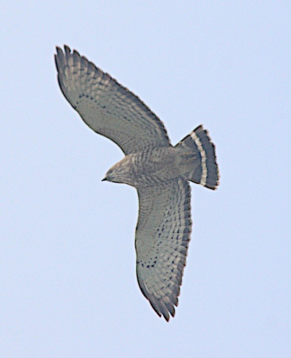 Broad-winged Hawk - Steve and Sue Whitmer