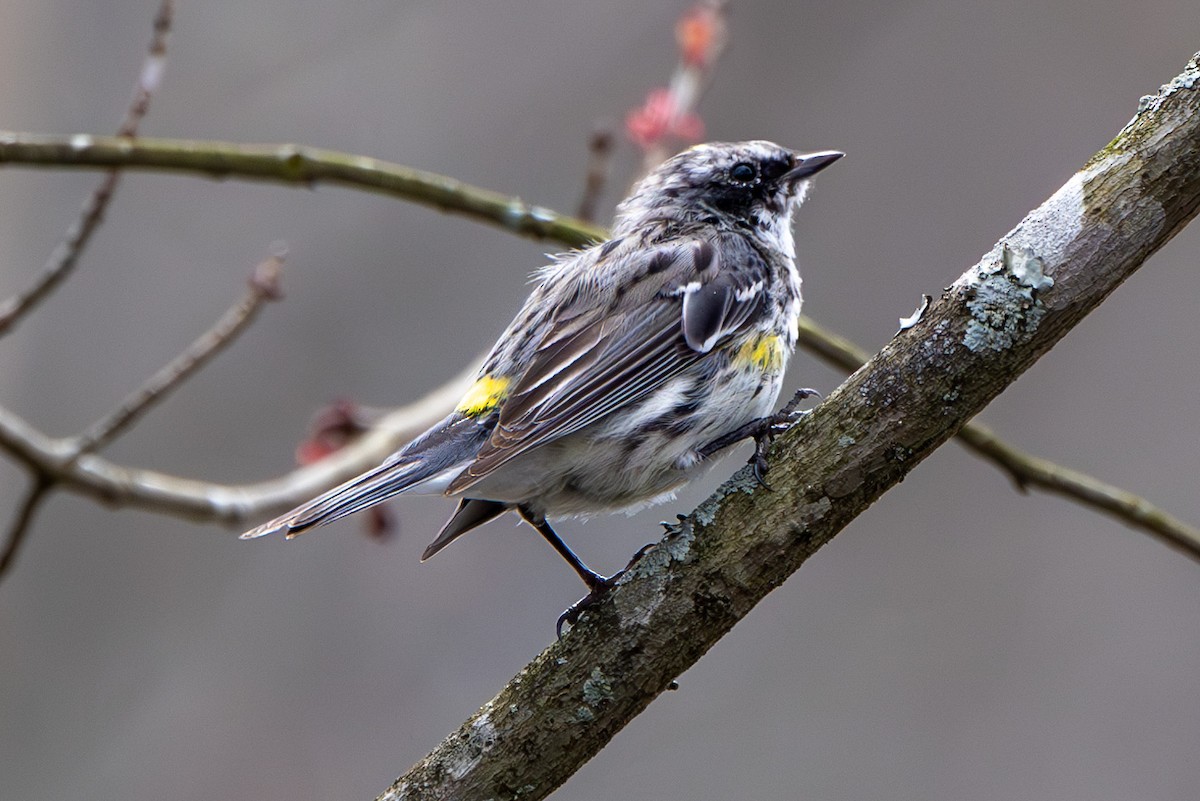 Yellow-rumped Warbler - ML616464797