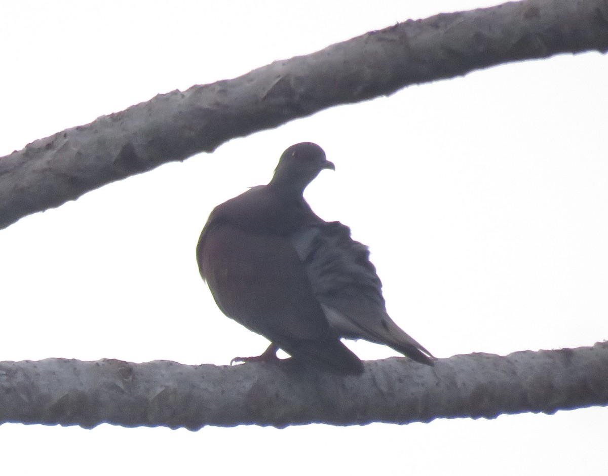 Eared Dove - ML616464826