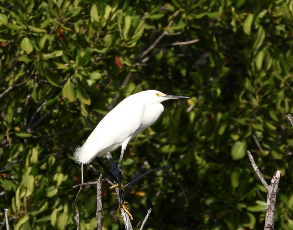 Snowy Egret - ML616464828