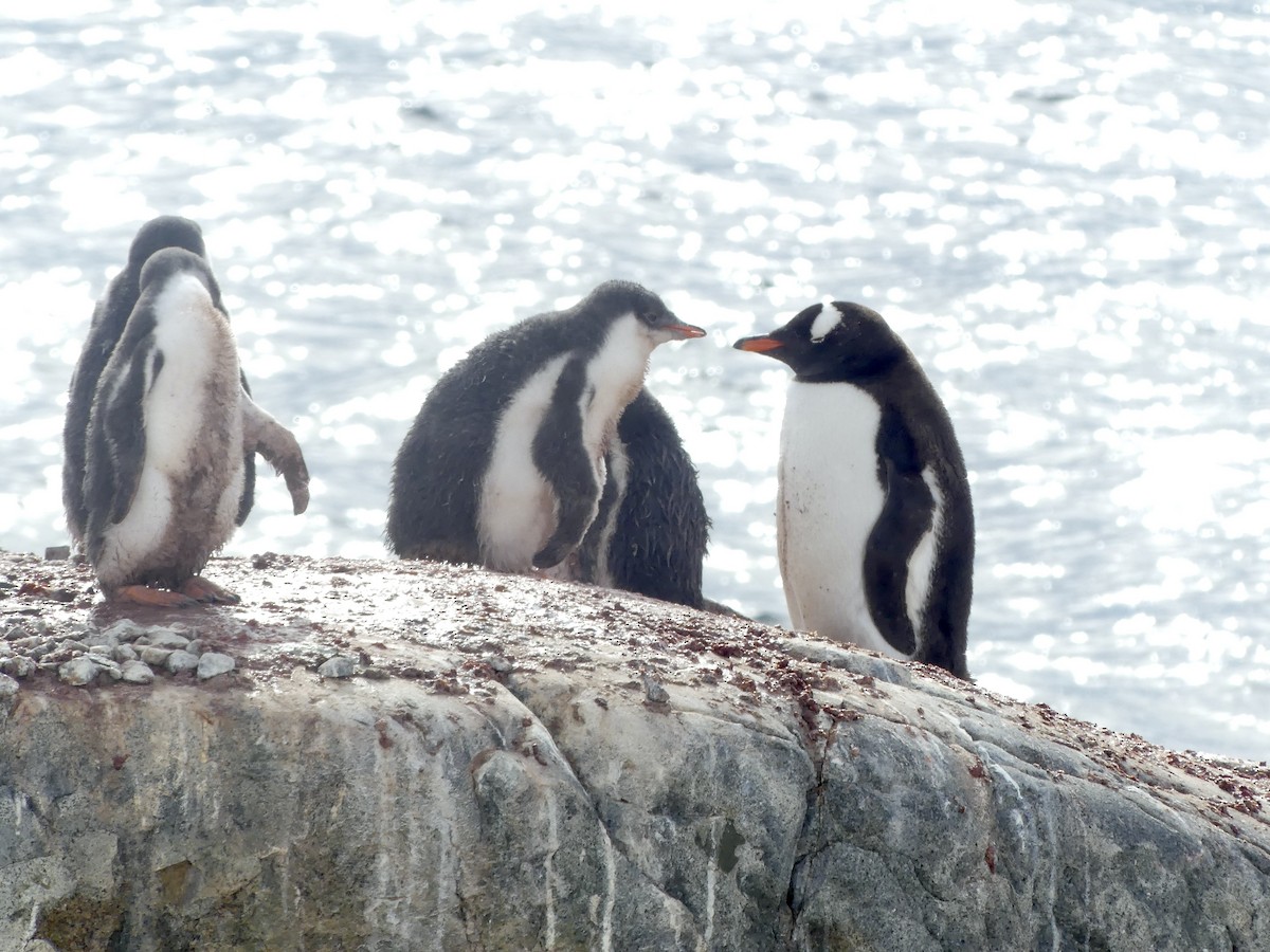 Gentoo Penguin - ML616464835