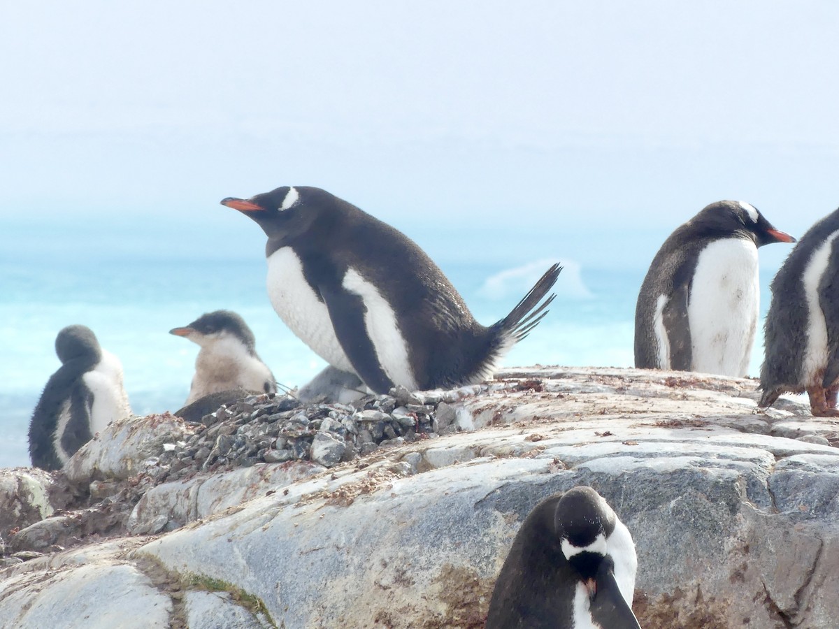 Gentoo Penguin - ML616464836