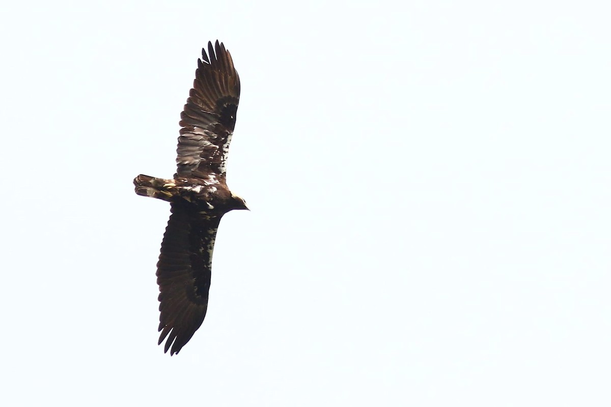 Águila Imperial Ibérica - ML616464867