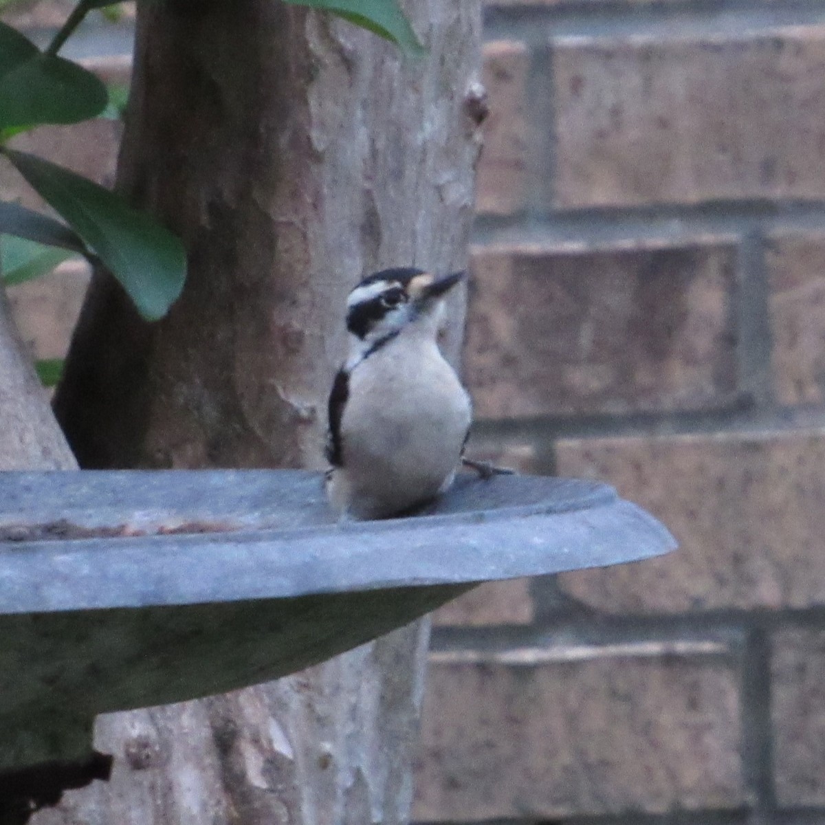 Downy Woodpecker - ML616464871