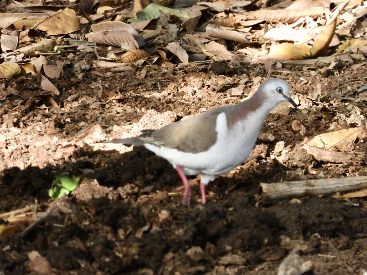 Caribbean Dove - ML616464887