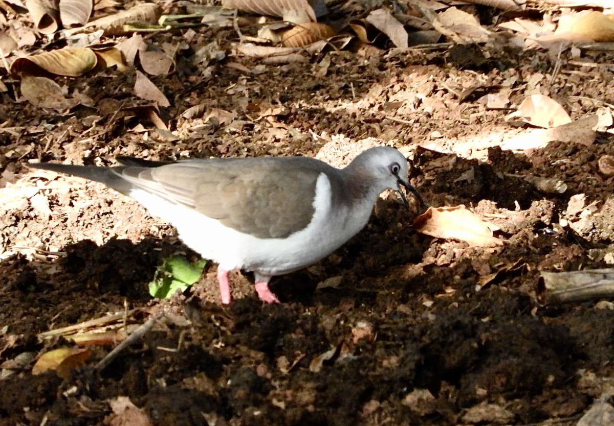 Caribbean Dove - ML616464888