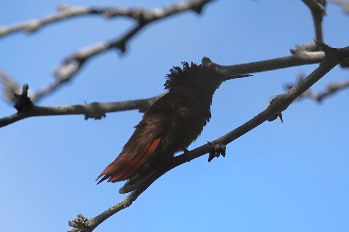 Ruby-topaz Hummingbird - ML616464900