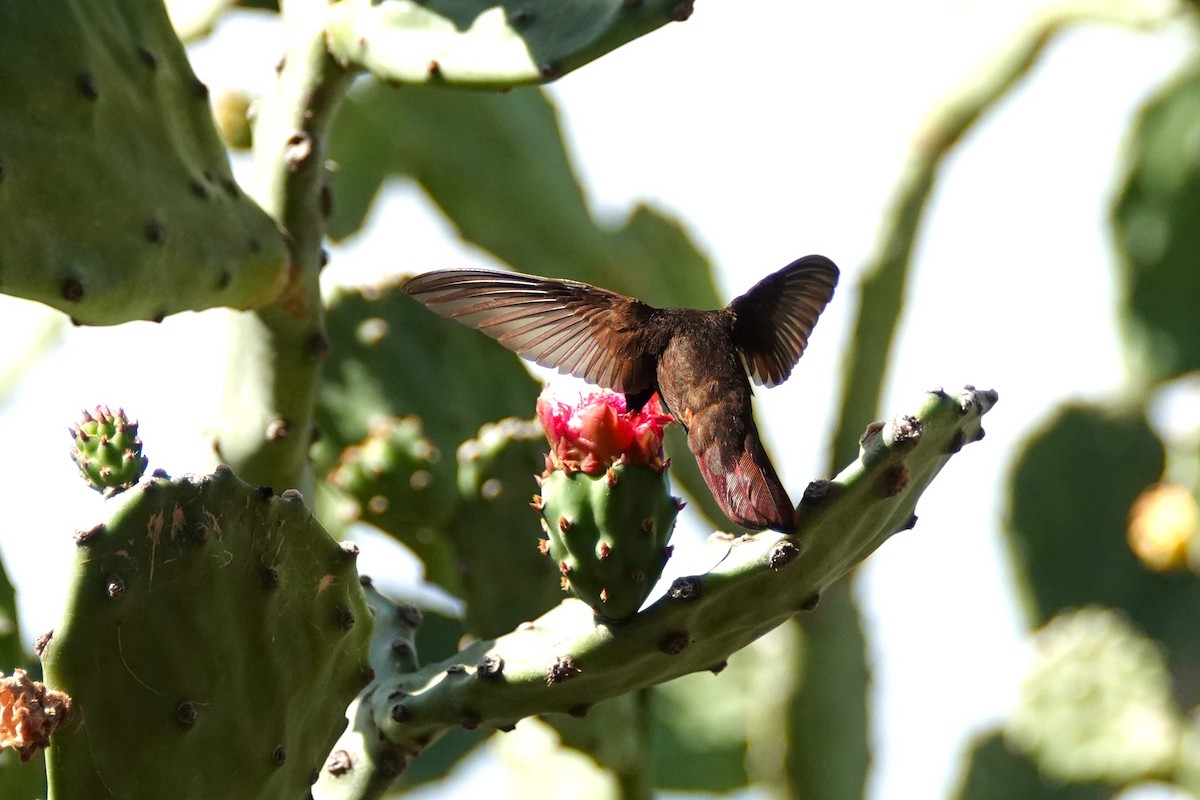 Ruby-topaz Hummingbird - Martha Corfman