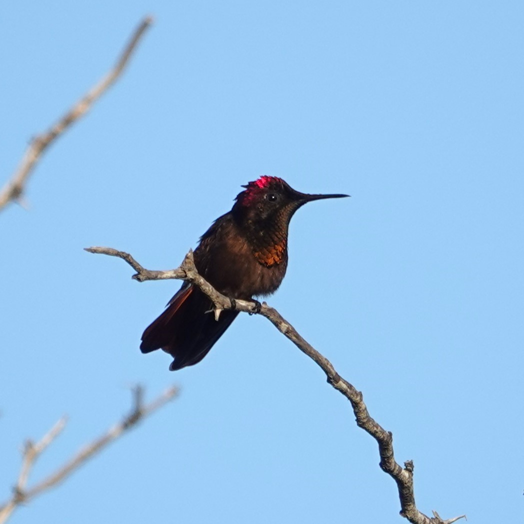 Ruby-topaz Hummingbird - ML616464904