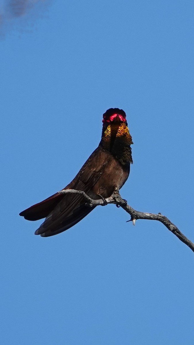 Ruby-topaz Hummingbird - ML616464909