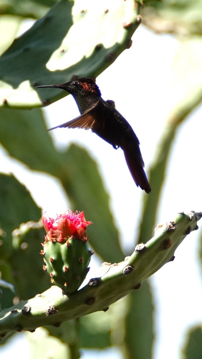 Colibri rubis-topaze - ML616464910