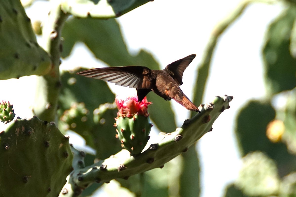 Ruby-topaz Hummingbird - ML616464914