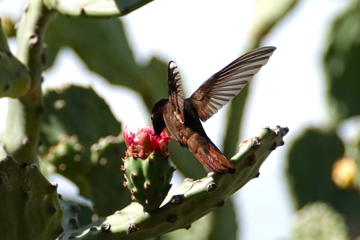 Ruby-topaz Hummingbird - ML616464915